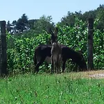 Farmház Borgo Di Corte - Agrituristico