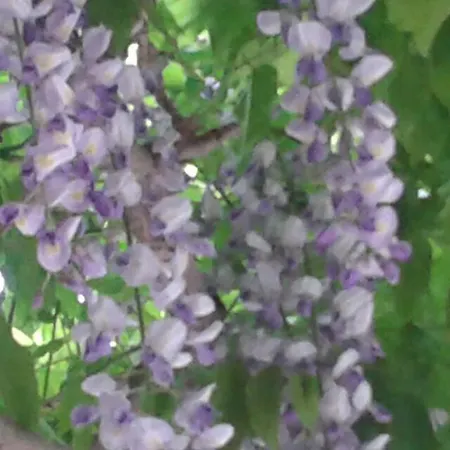 Borgo Di Corte - Agrituristico Farma *