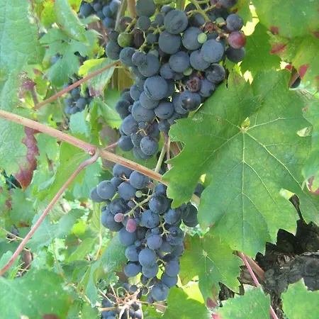 Borgo Di Corte - Agrituristico Prestento