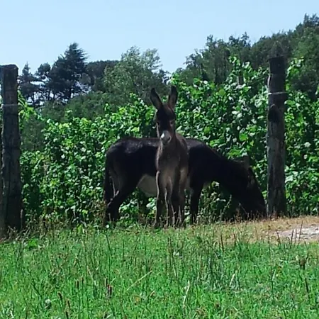 Farm stay Borgo Di Corte - Agrituristico