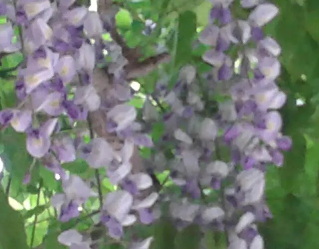 Borgo Di Corte - Agrituristico Farmház *