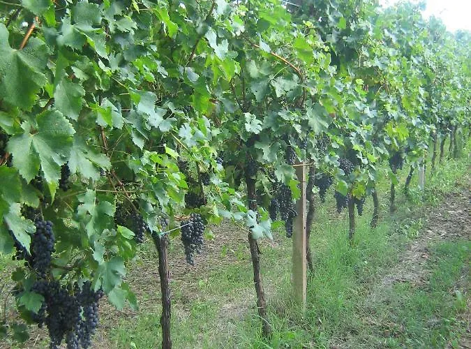 Borgo Di Corte - Agrituristico * Prestento