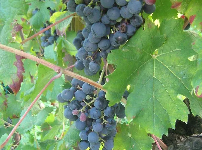 Borgo Di Corte - Agrituristico Prestento