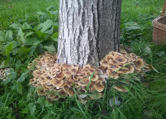 Borgo Di Corte - Agrituristico Farmház