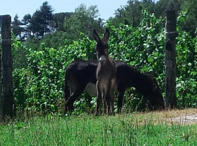 Farmház Borgo Di Corte - Agrituristico